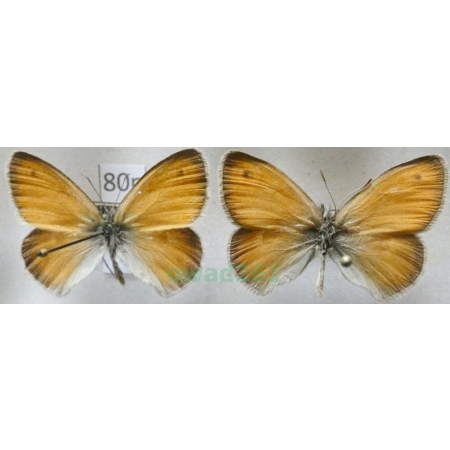 Coenonympha pamphilus (Linnaeus, 1758) 2xmale Strzępotek ruczajnik Czech80n